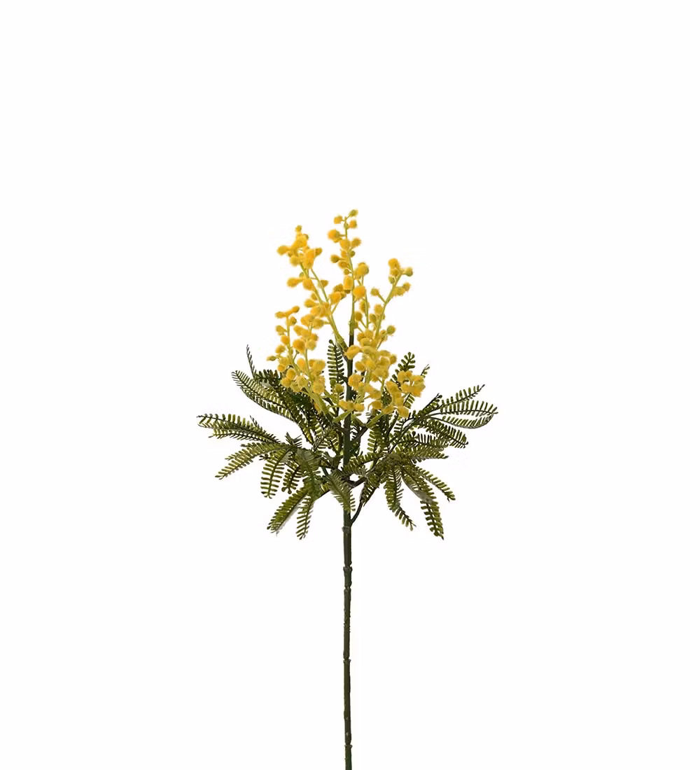 Mimosa 48cm