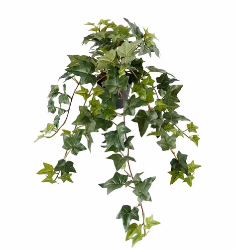 Murgröna 60cm