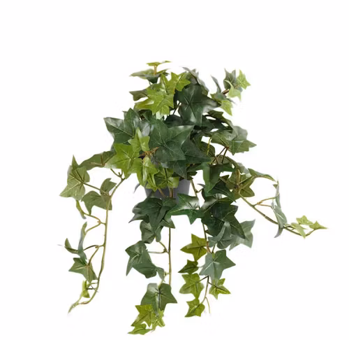 Murgröna 30cm