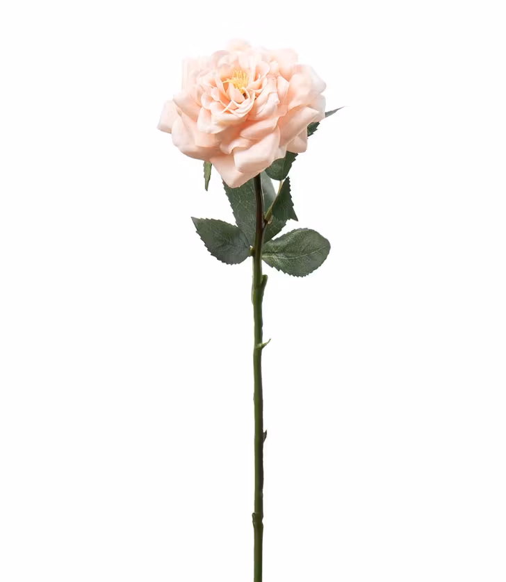 Ros Persika 41cm