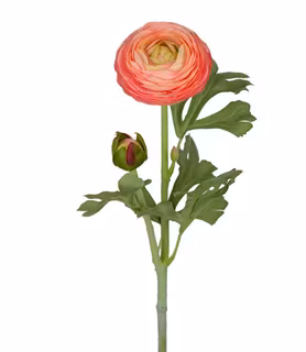 Ranuncel Rosa 50cm
