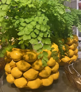 Citron kruka 24cm