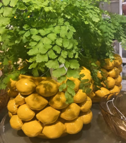 Citron kruka 24cm