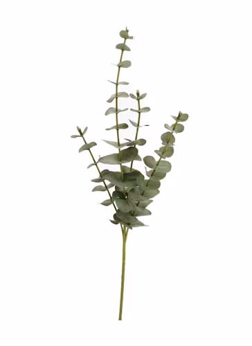 Eucalyptus kvist 59cm