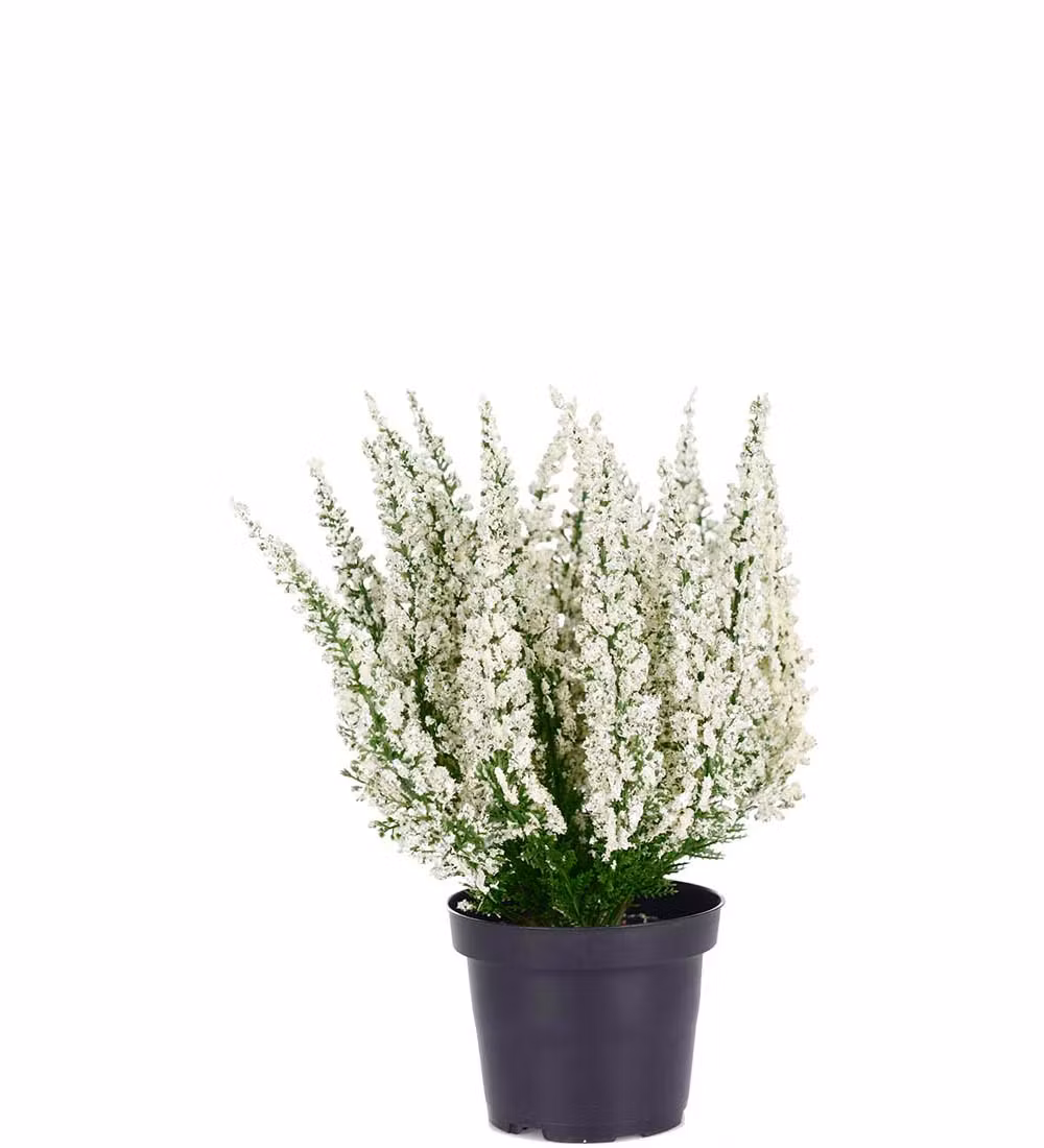 Ljung Vit 28cm