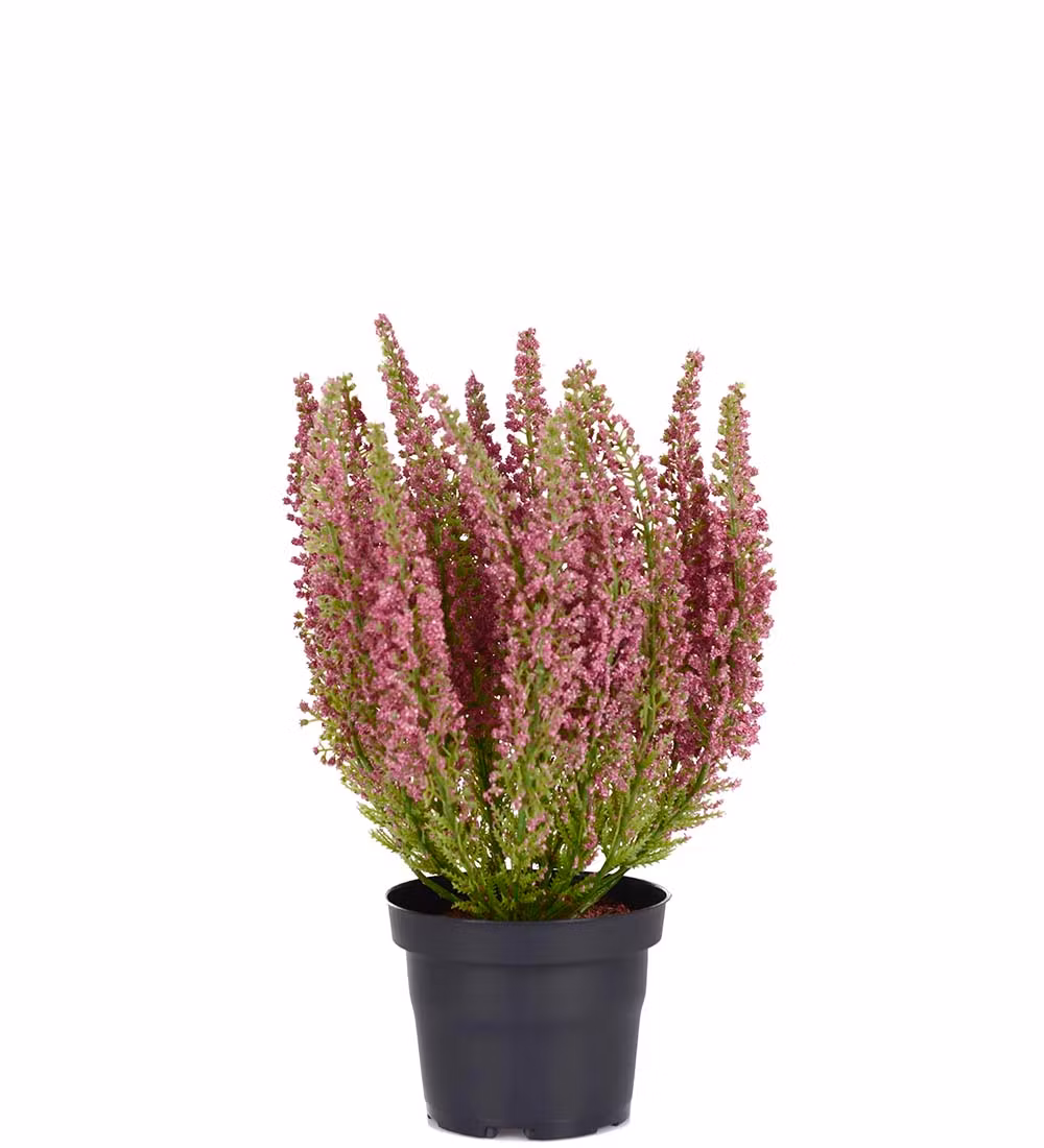 Ljung Röd 28cm