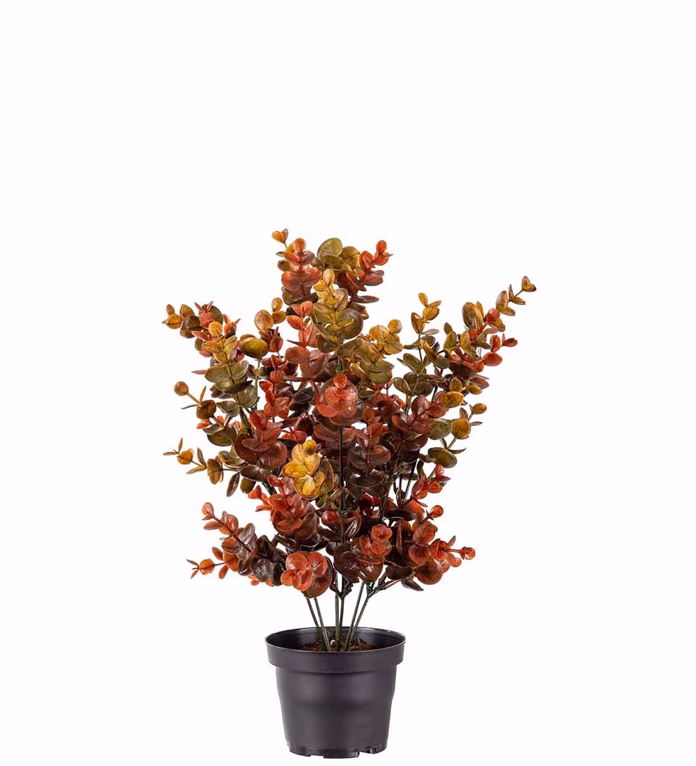 Eucalyptus flerfärgad 40cm