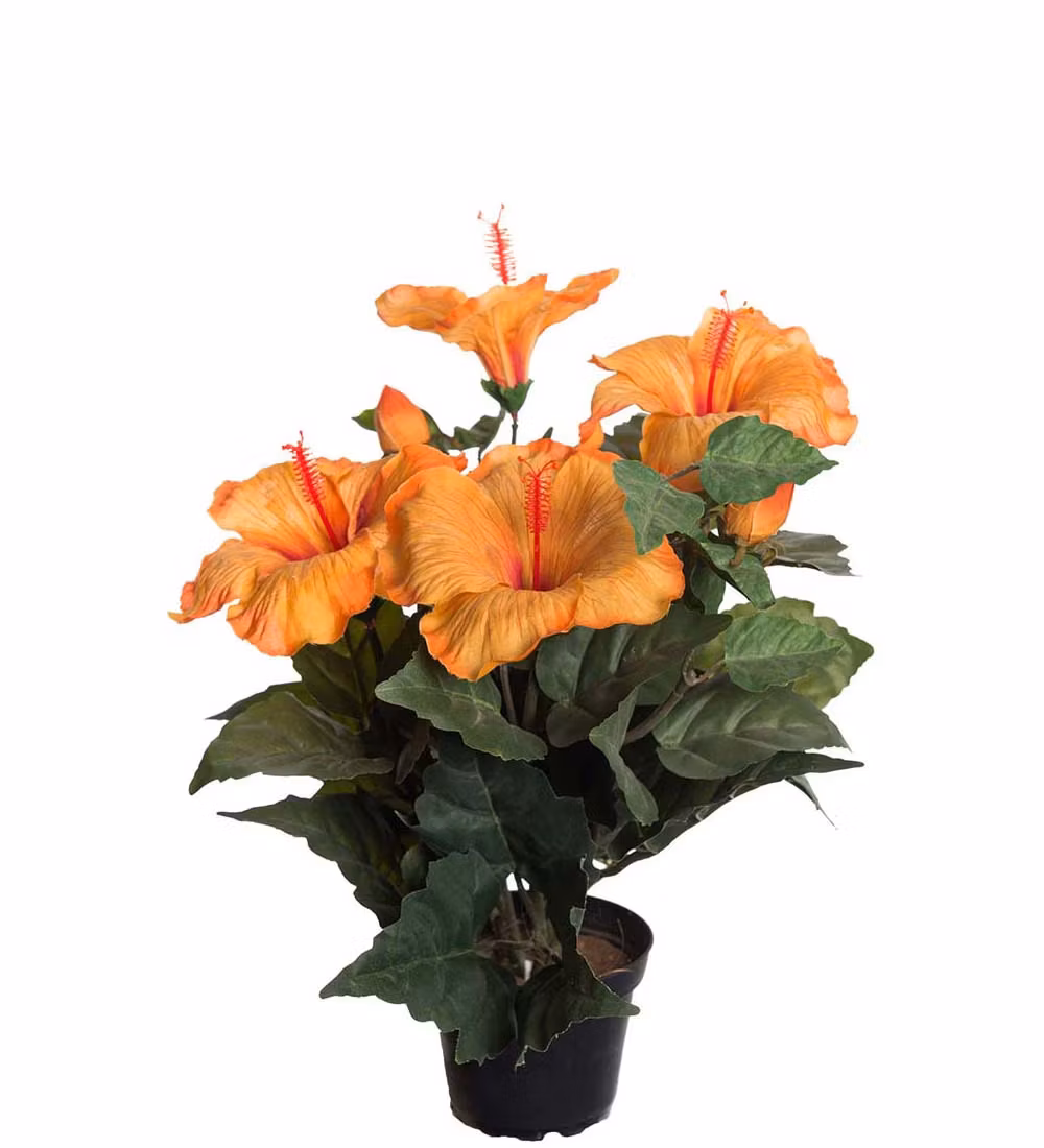 Hibiscus Orange 36cm