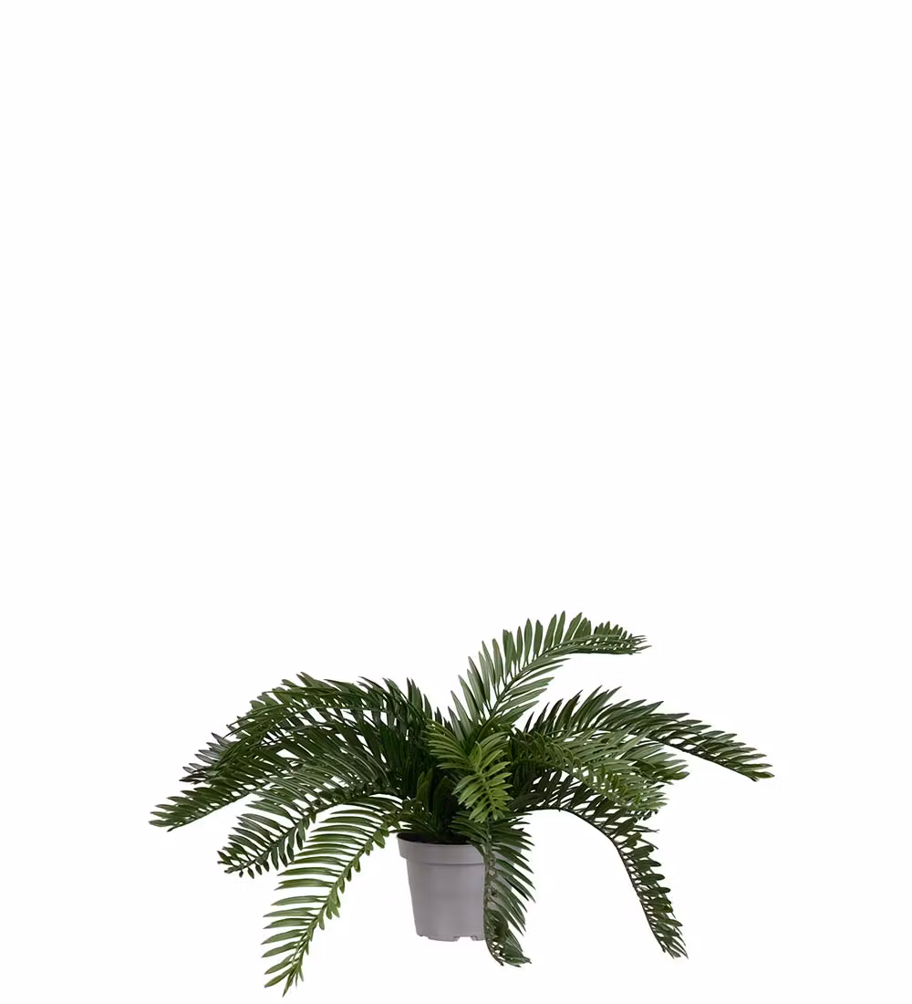 Cycas 20cm