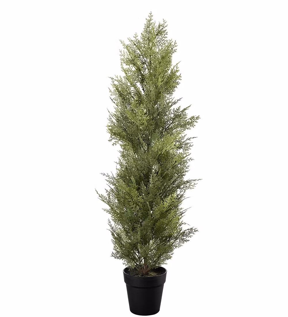 Cypress 95cm