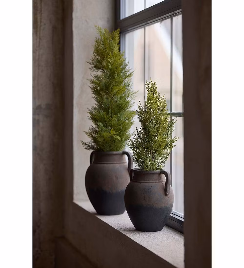 Cypress 95cm