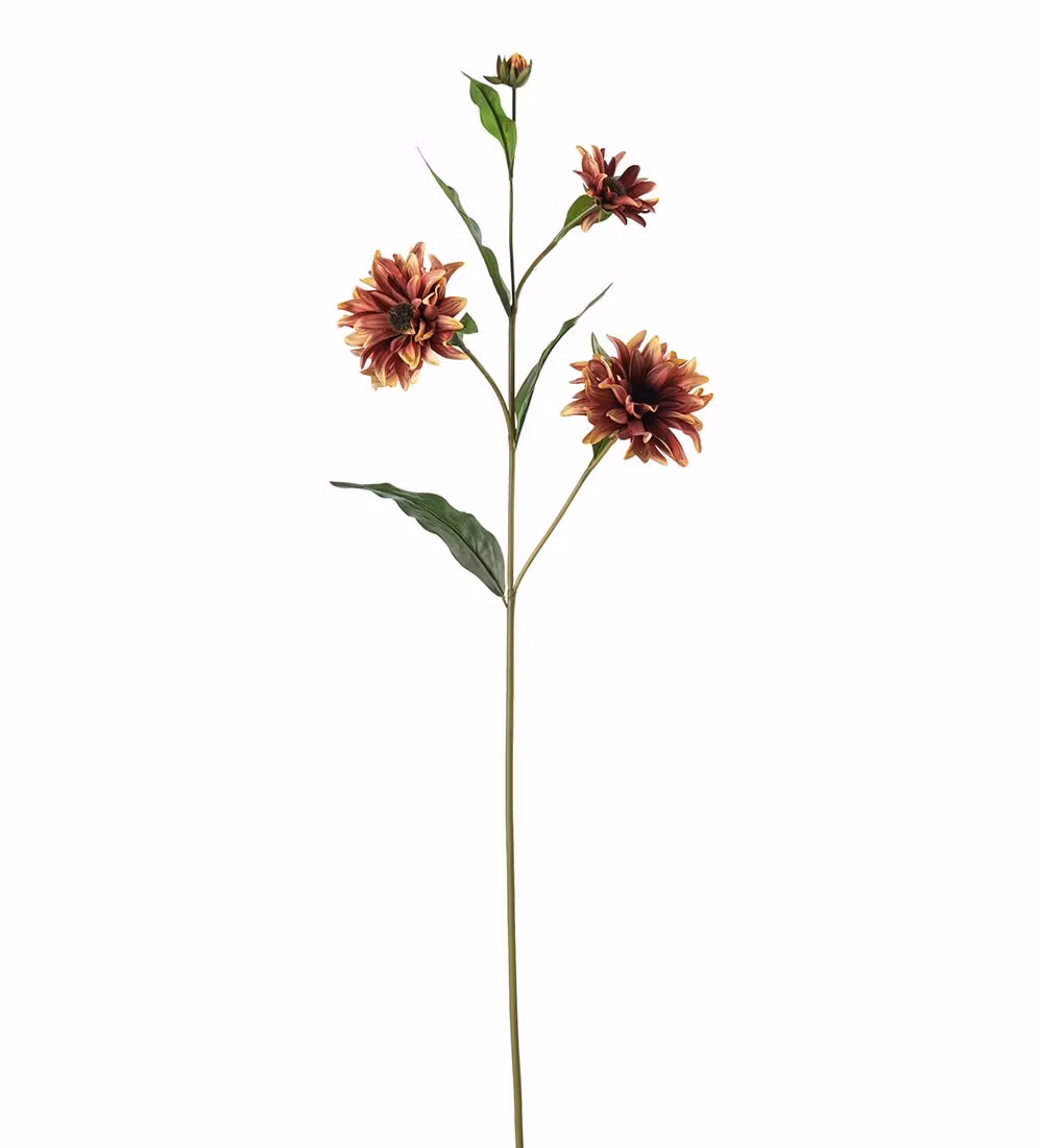 Rudbeckia röd 80cm