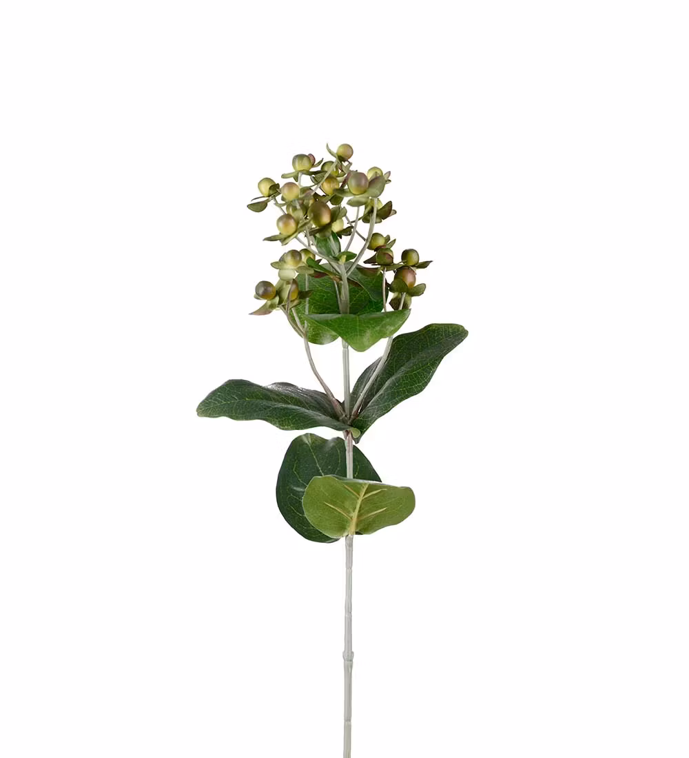 Hypericum 68cm