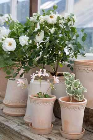 Bergs Potter - Copenhagen - Raw Rosa