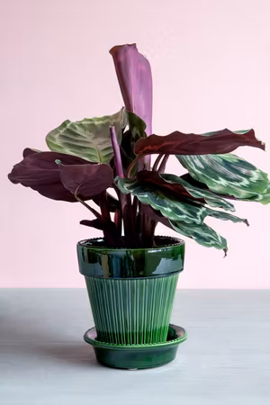 Bergs Potter - Simona - Green Glazed