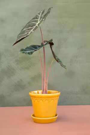 Bergs Potter -  Copenhagen - Yellow Glazed