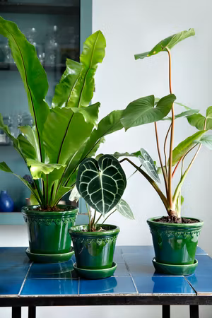 Bergs Potter -  Copenhagen - Green Glazed