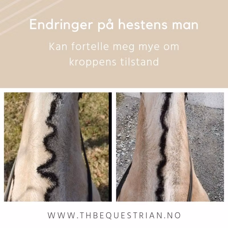 Når hestens man plutselig endrer seg