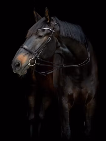 CATAGO Gentle kinnstykker, sort
