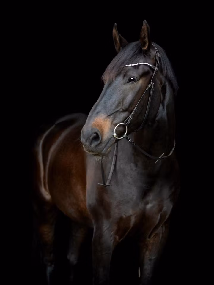 Catago Gentle hakereim m/spenner (øvre), sort