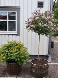 4st Halva whiskyfat 100 liter - Fri frakt!