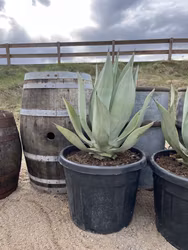 Agave vernae