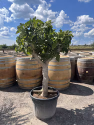 Kraftiga fikonträd 190cm