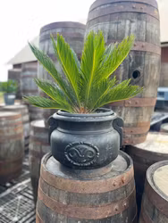 Japansk kottepalm