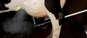 Bovi Safe Spray Wand