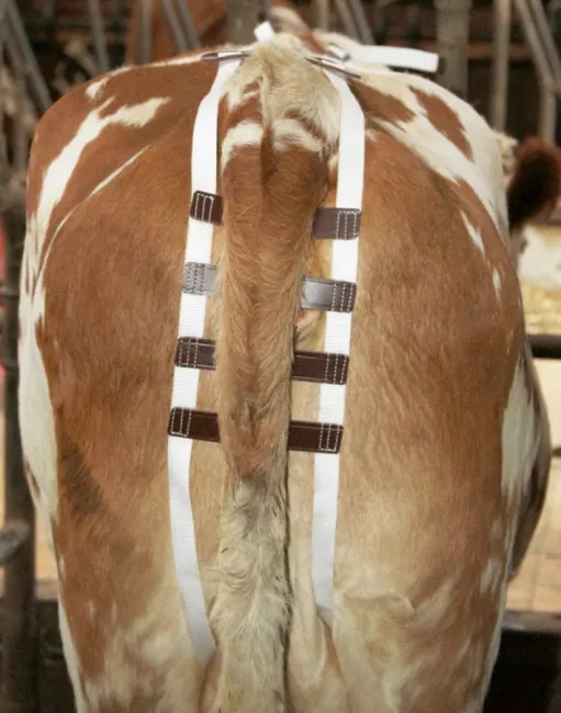 Prolaps fremfallsele ku