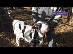 RaizUp Calfboost 15 ml