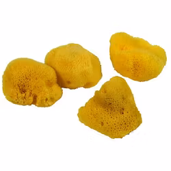 Natursvamp liten. 6-7cm