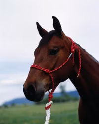 Double Diamond repgrimma #100 Warmblood B