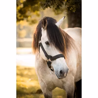 Protector Grimma Rustik Fodrad Ardenner
