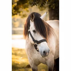 Protector Grimma Rustik Fodrad Ardenner