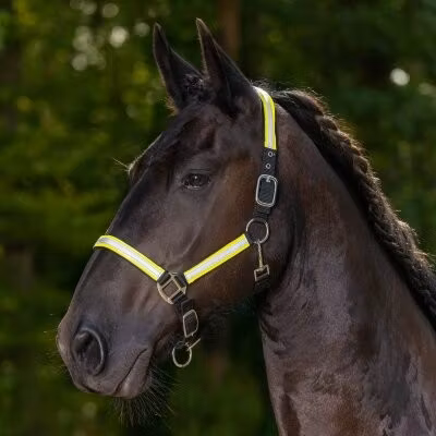 Globus Sport reflexgrimma Rex