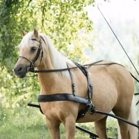 Knights komplett bröstsele