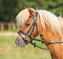 Busse komplett träns Shetty