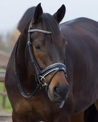 QHP träns Aphrodite