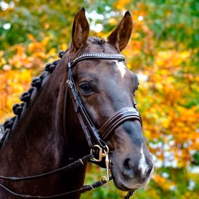 GLOBUS SPORT kandarträns Sargon