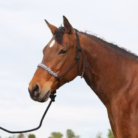 Cashel repgrimma Camo med ledrep