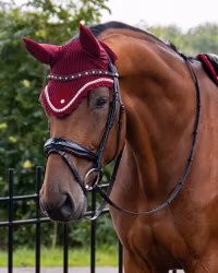 QHP träns Orlando