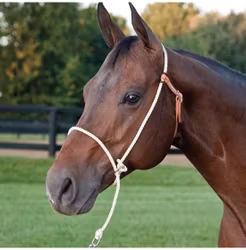 Nylon training halter