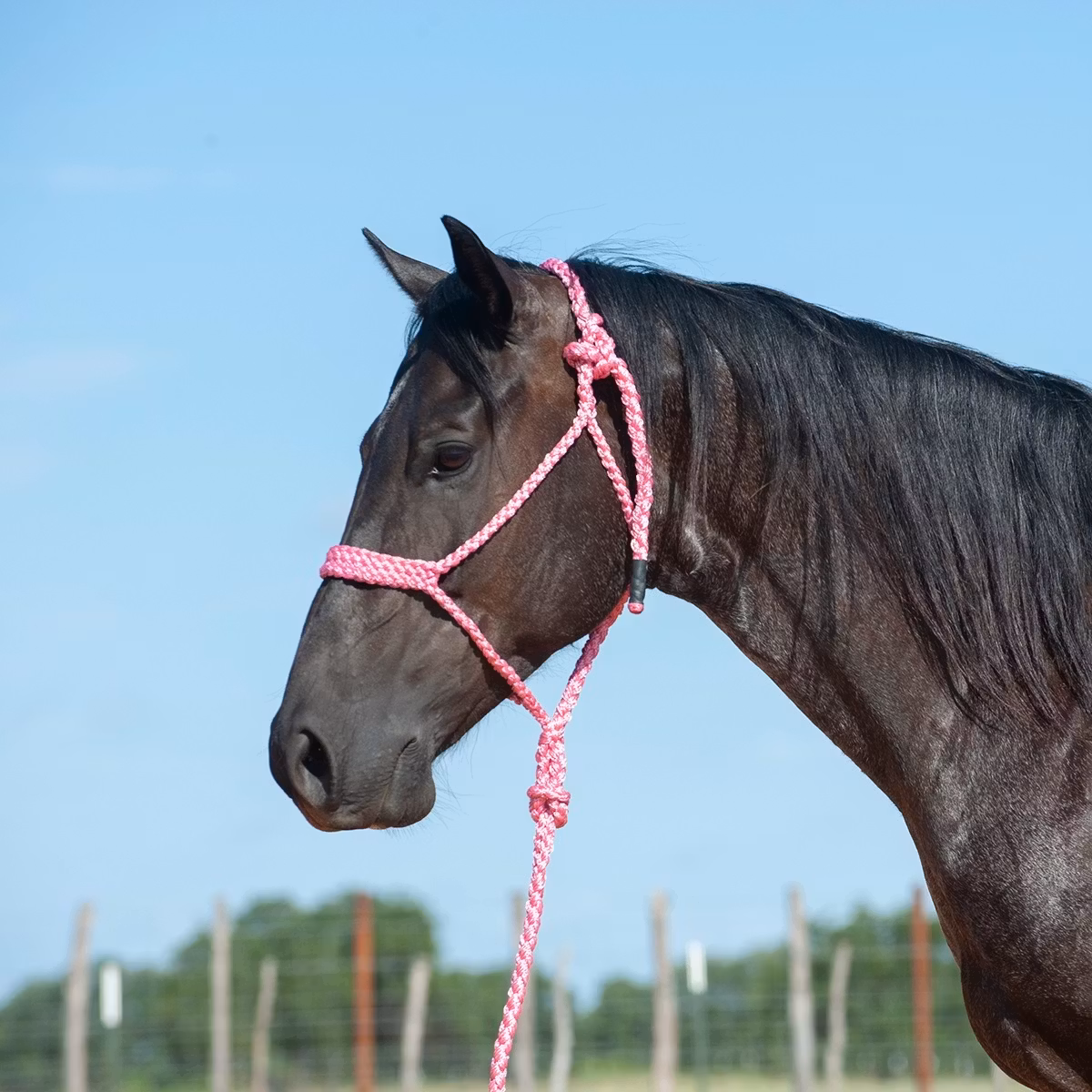Cashel flat braid halter with 9' lead