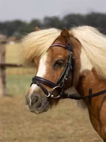 Busse träns Little