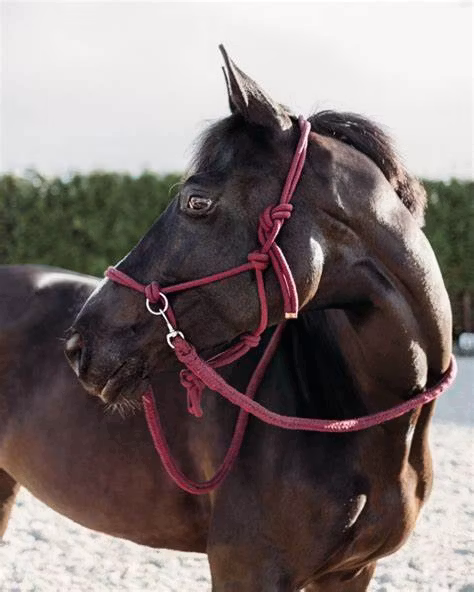 QHP repgrimma med tyglar