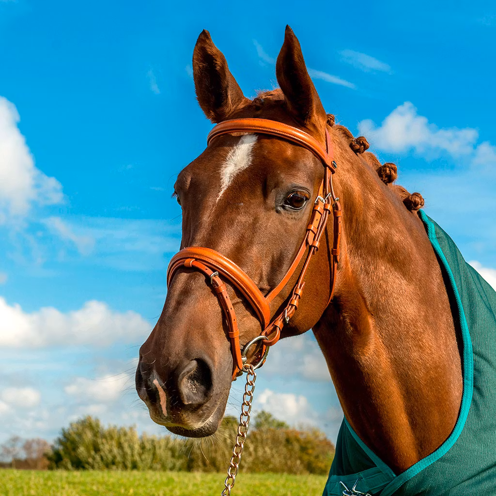 Globus Sport träns Scandic