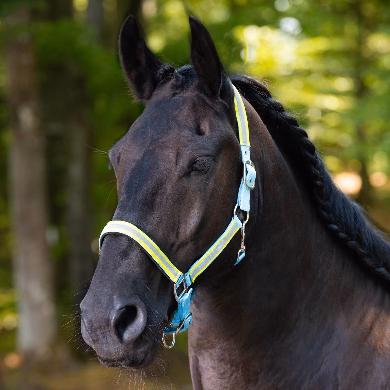 Globus Sport reflexgrimma Rex