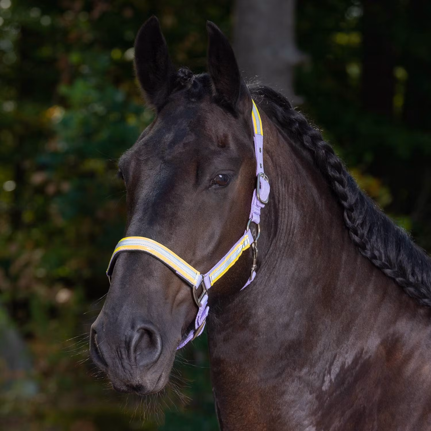 Globus Sport reflexgrimma Rex