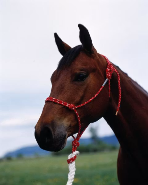 Double Diamond repgrimma #100 Horse